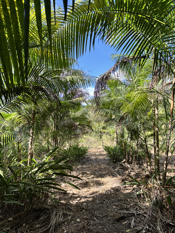 Plantação de Açaí - Grupo Aconchego